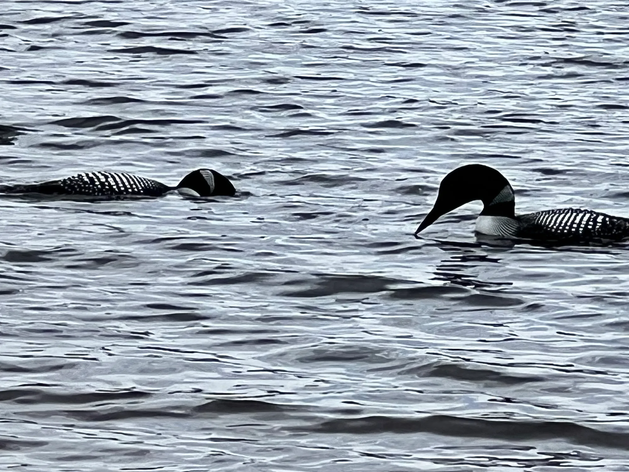 Summer Wildlife of Stone Lake: What to Spot from Your Cabin