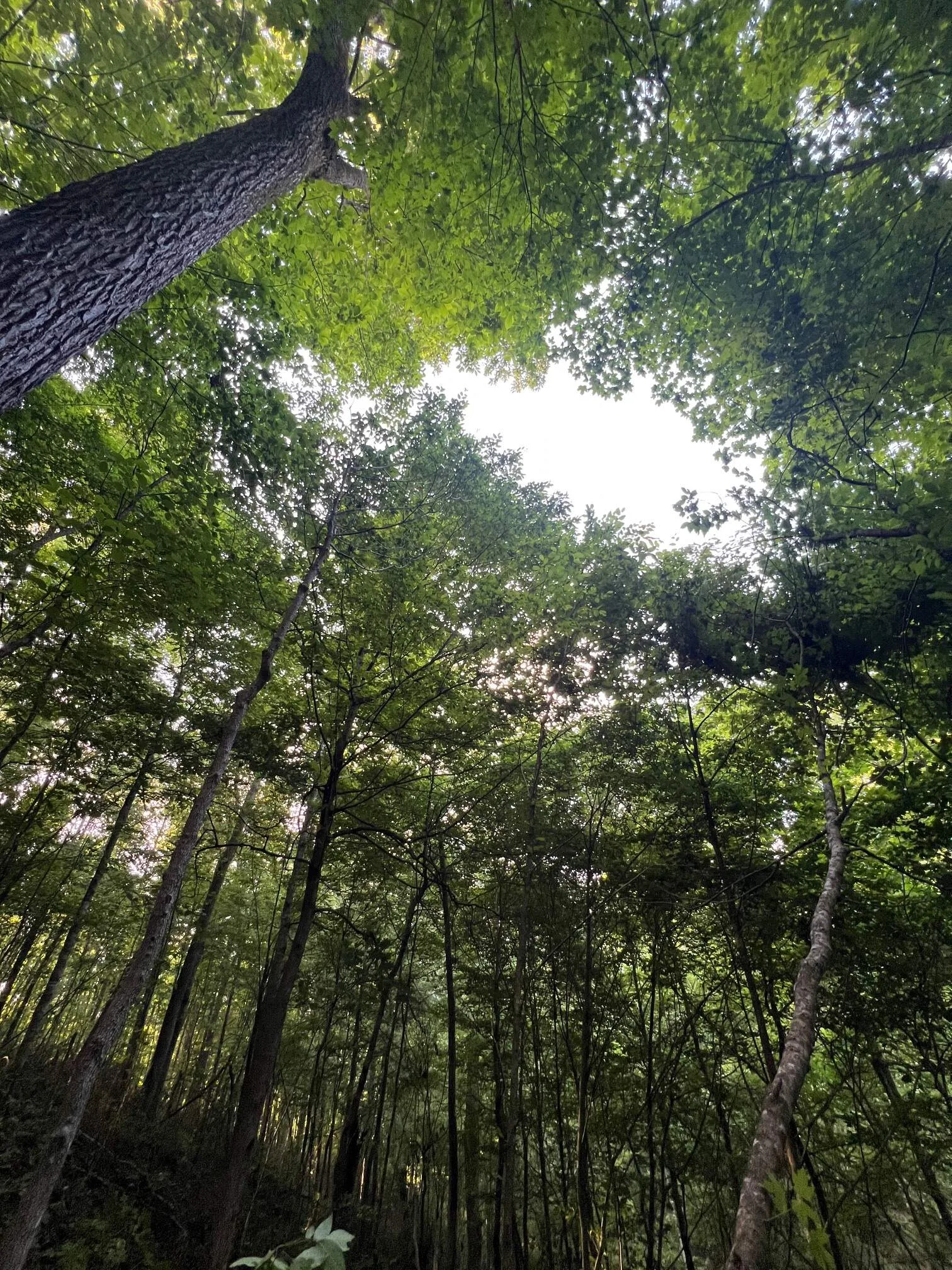 Increasing Airflow and Light at Bask