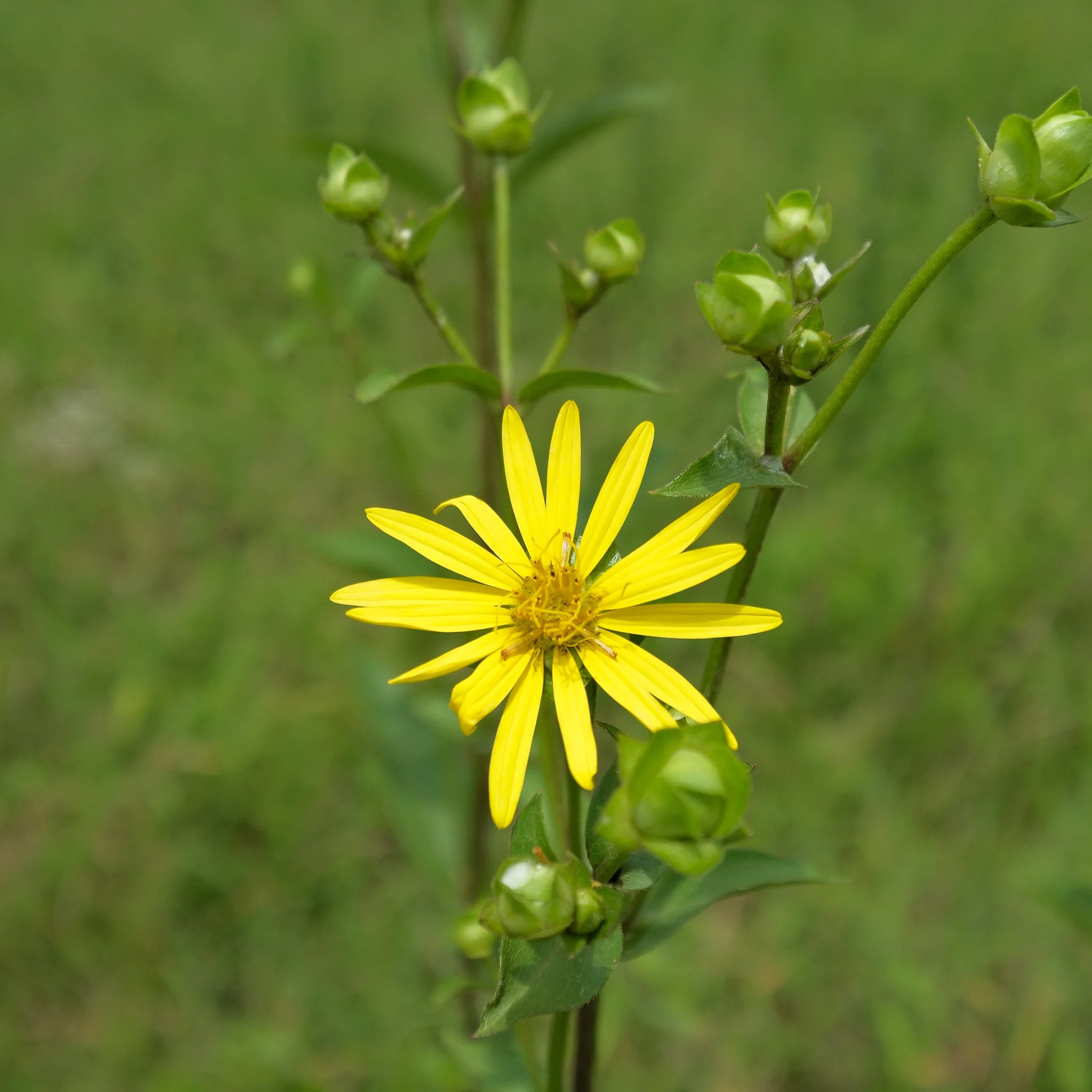 5 native plants you'll find in Middle Tennessee at Bask Retreat Center