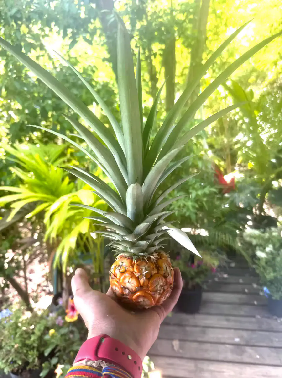 Fresh pineapple held in hand, surrounded by lush tropical plants and greenery.