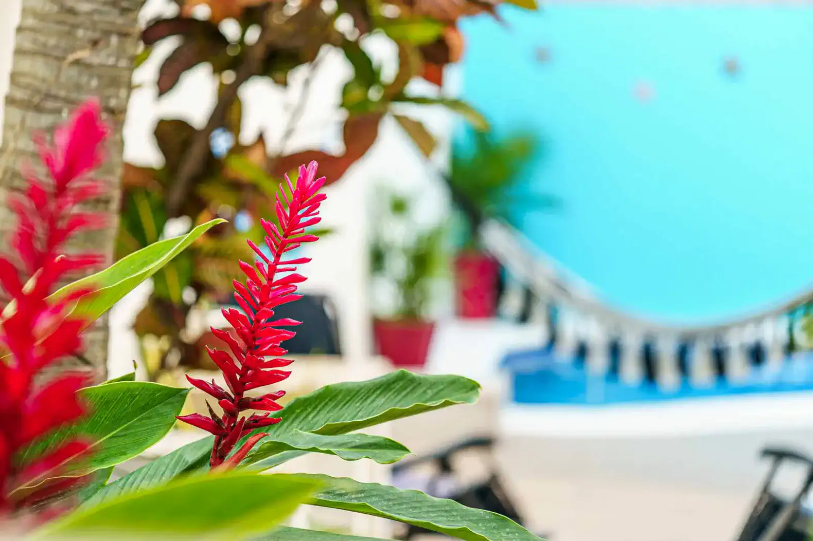 Vibrant tropical flowers with a blurred view of a private pool in the background