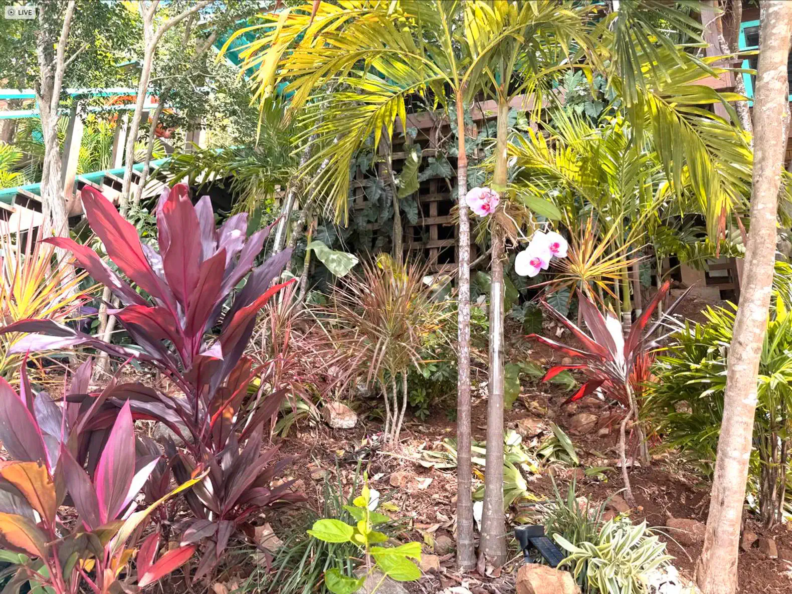 Lush tropical garden with vibrant plants and orchids