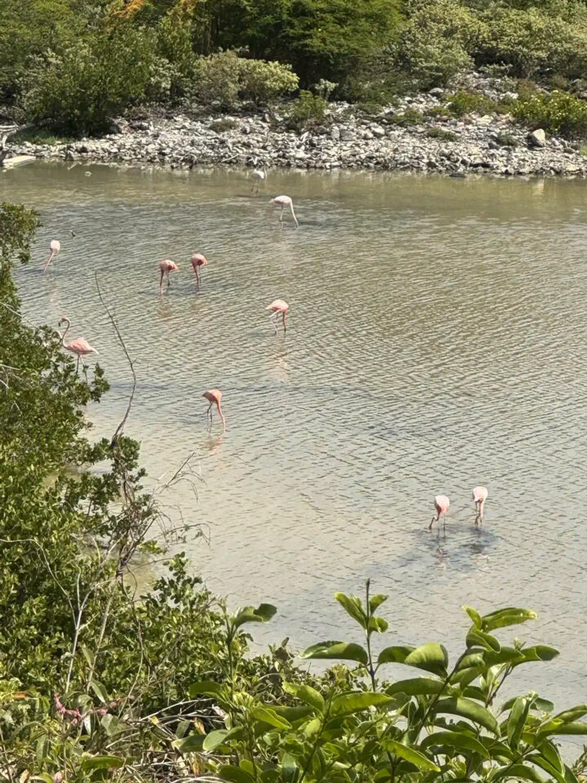 Flamingos wading in shallow water surrounded by lush greenery