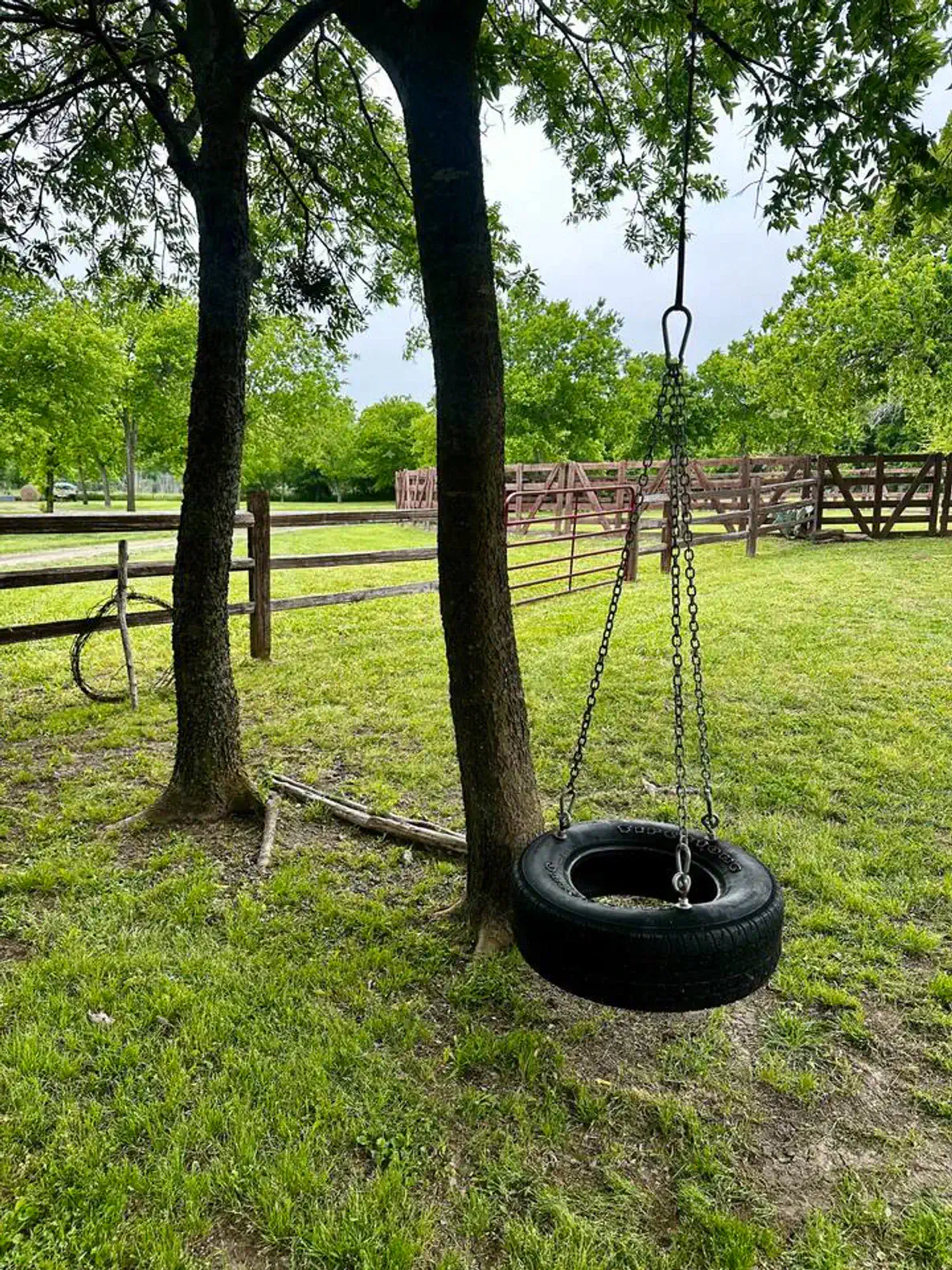 Tire swing hanging between two trees in a grassy outdoor area