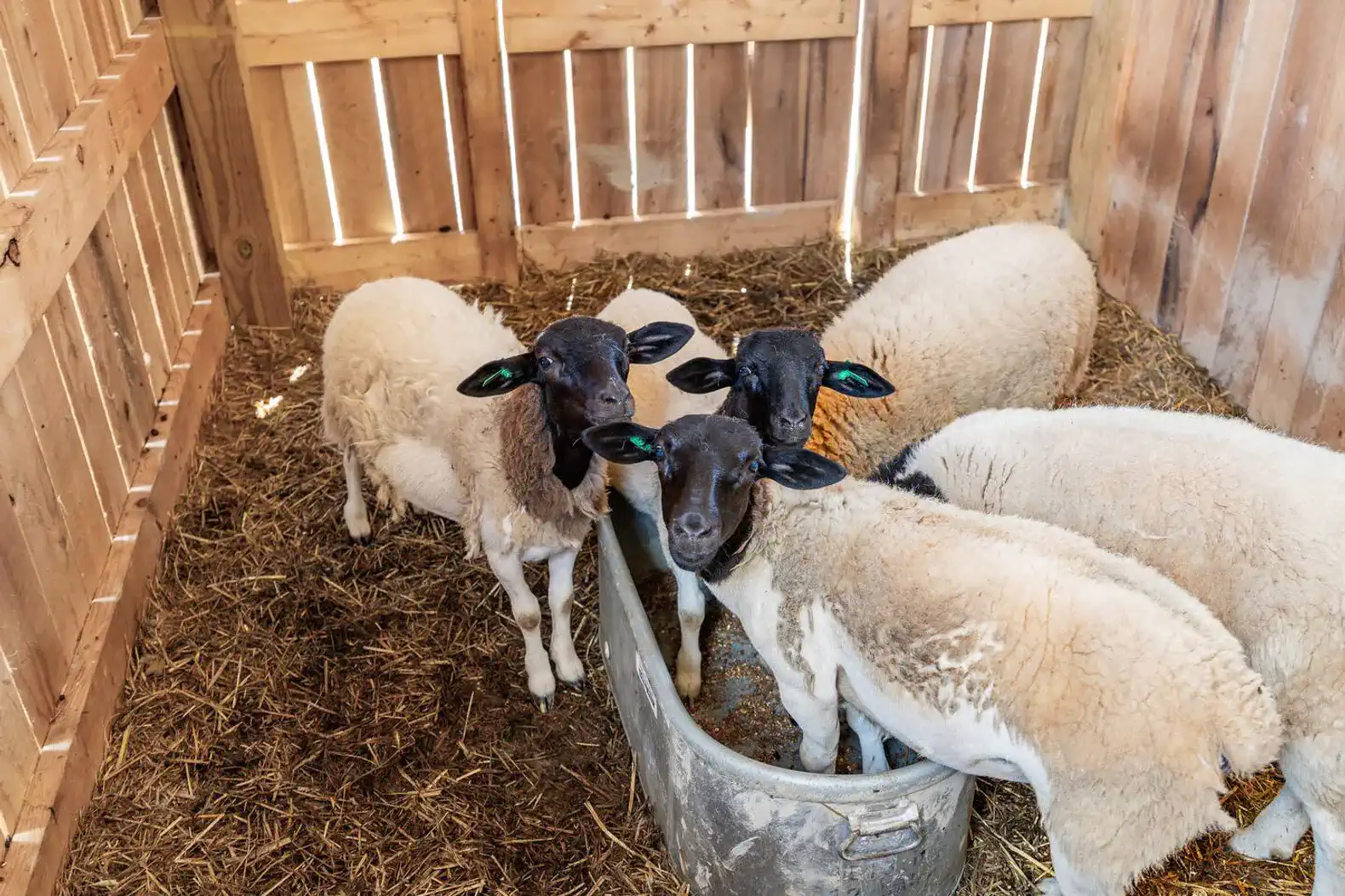 Lake Haven Farms