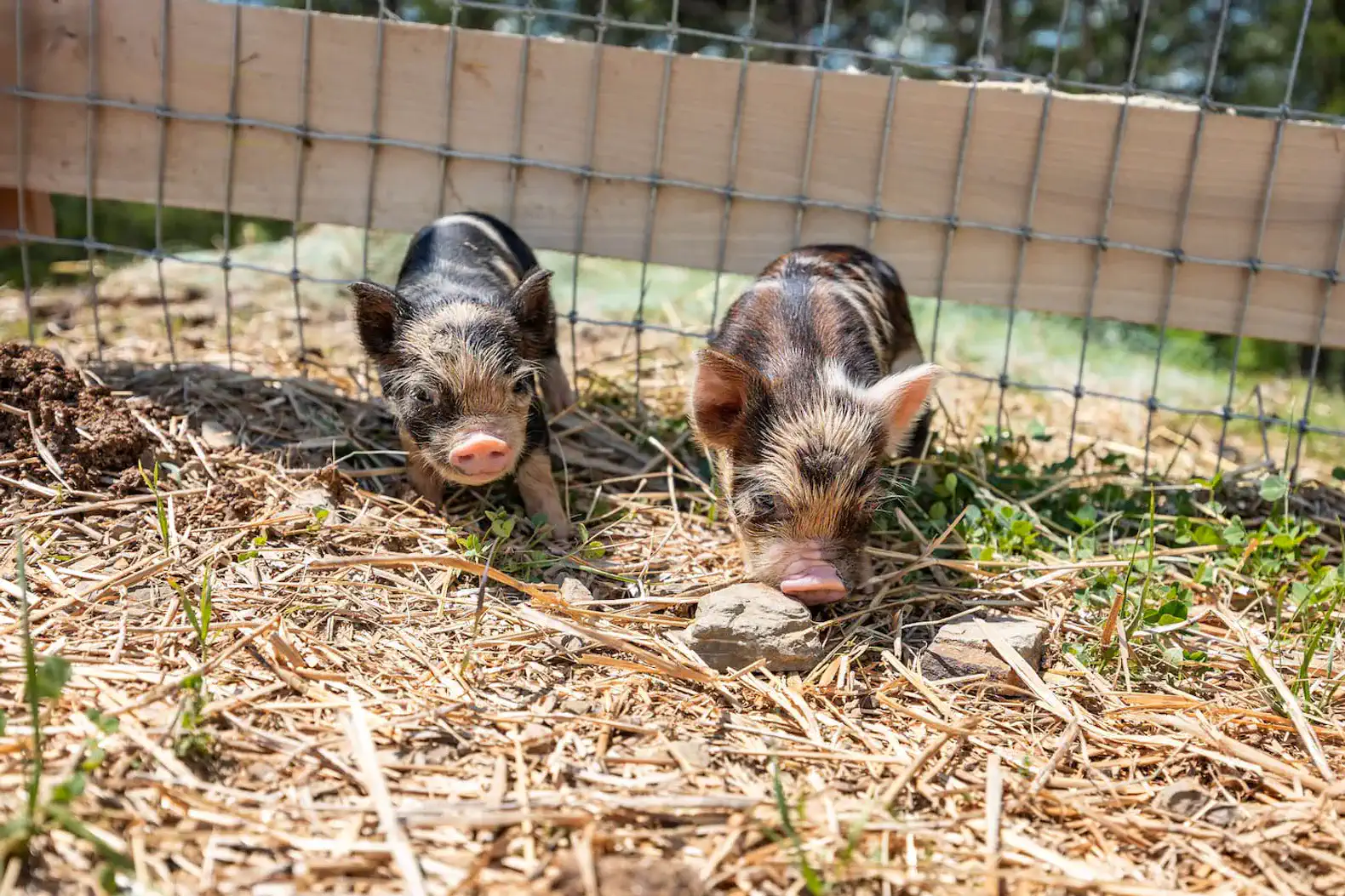 Baby pigs love to say hi and usually come running if you stop by