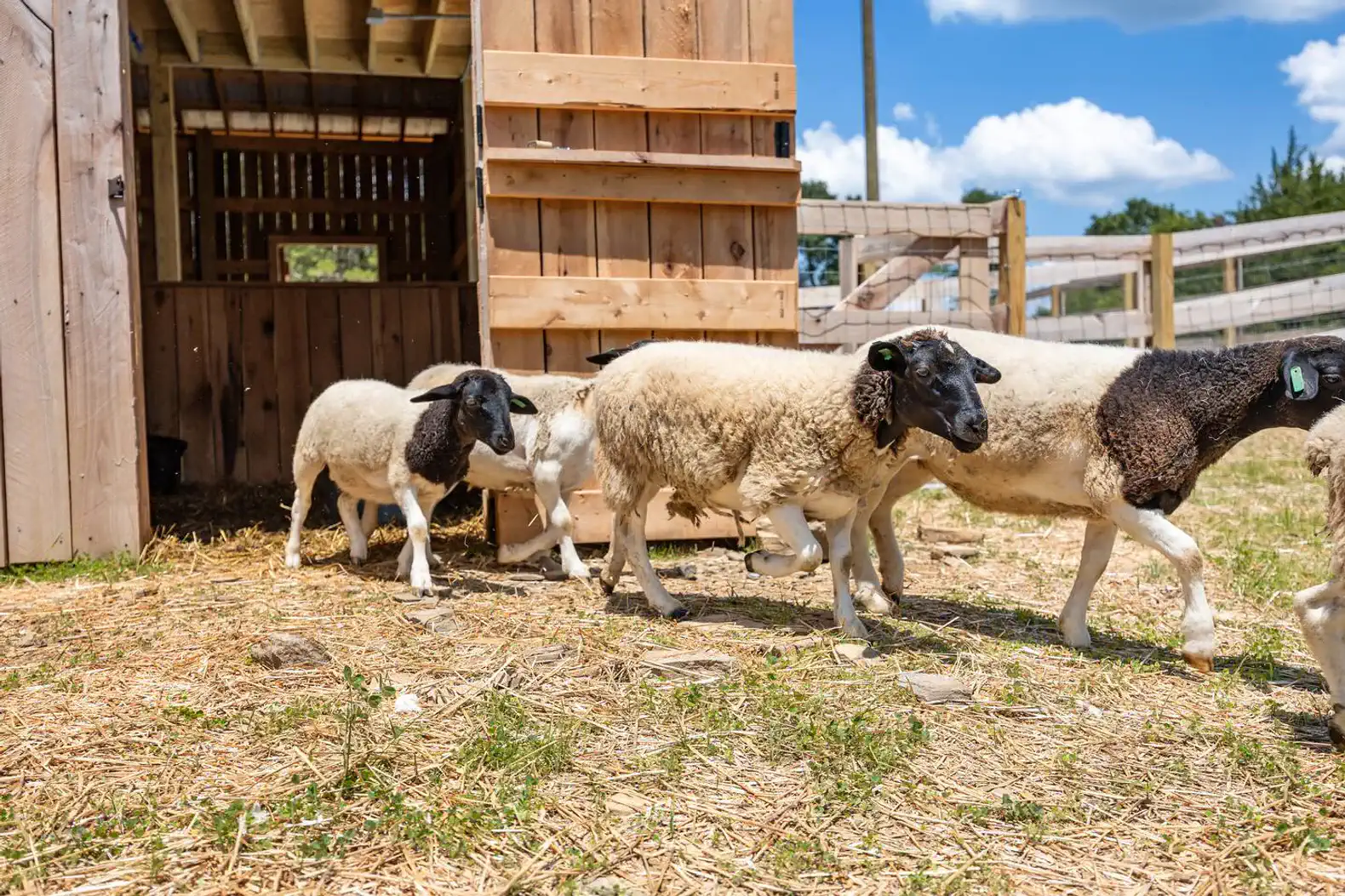 Our sheep also can be seen grazing and enjoying the grass during the day