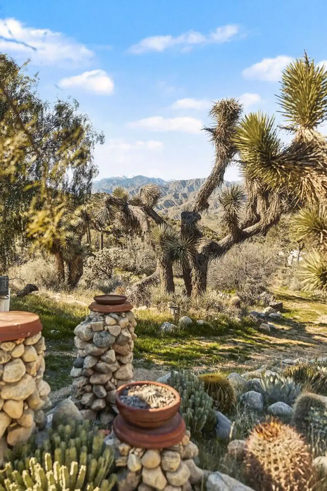 Scenic desert landscape with unique Joshua trees and rocky features