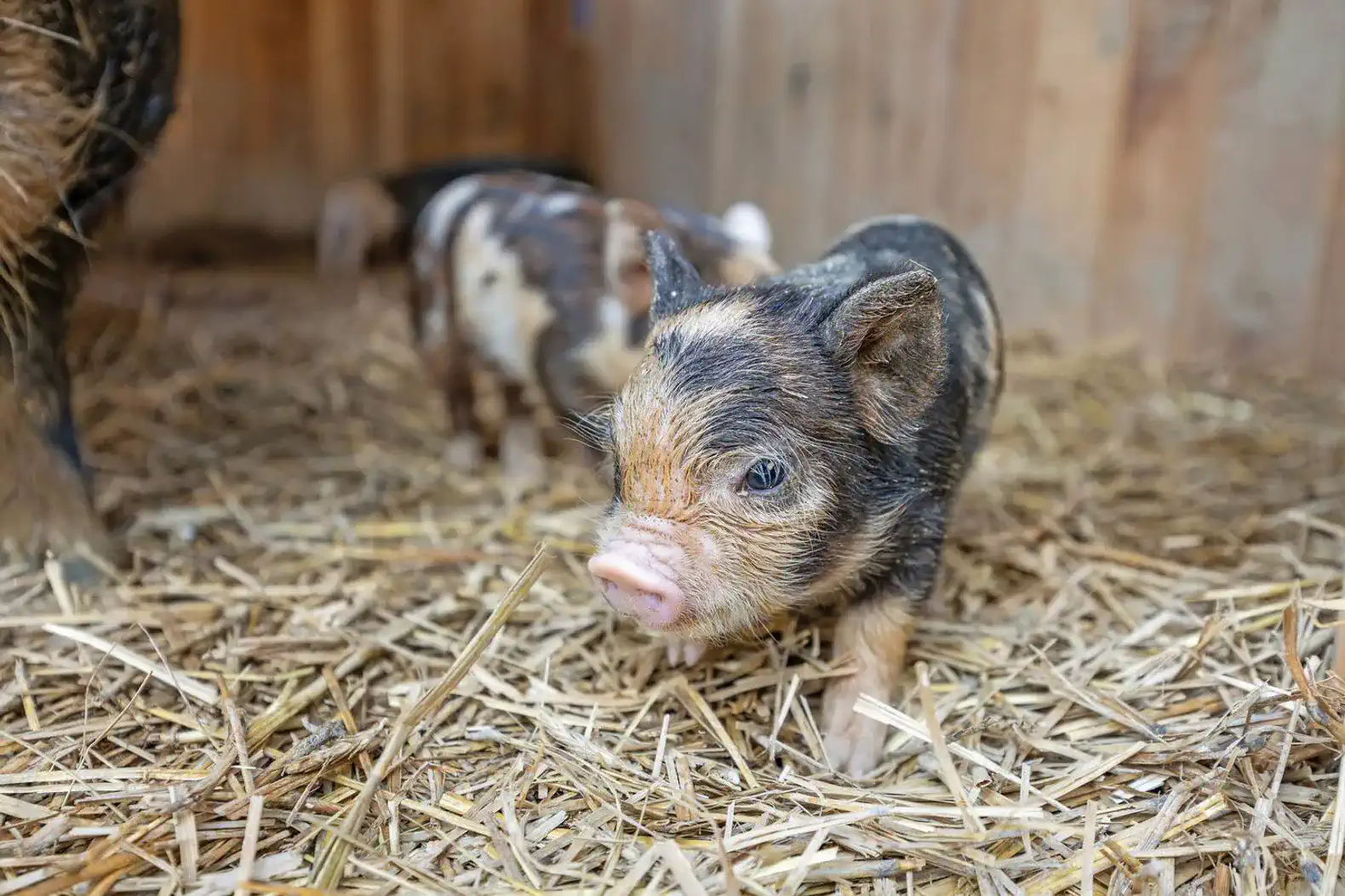 Small piglet exploring a straw-covered barn