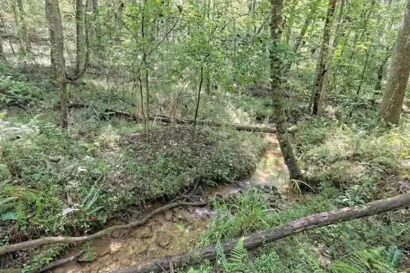 The creek