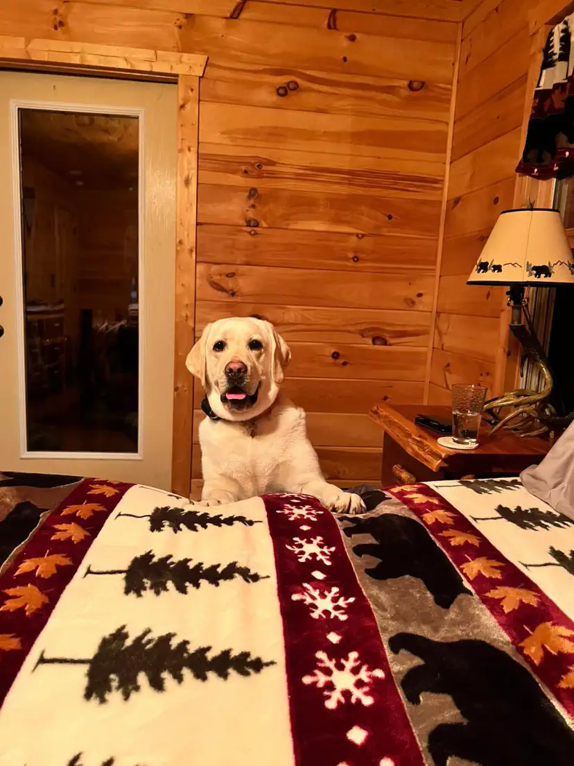 Dogs are warmly welcomed, with no fees at all