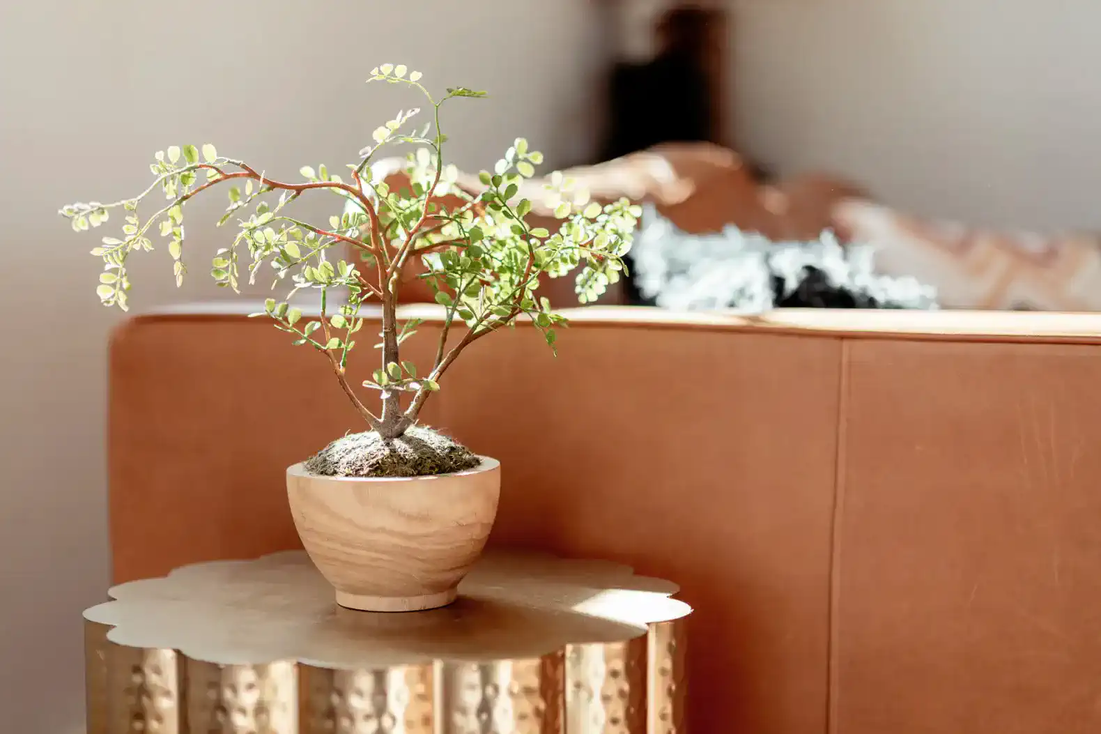 Small potted plant on a decorative table next to a cozy couch