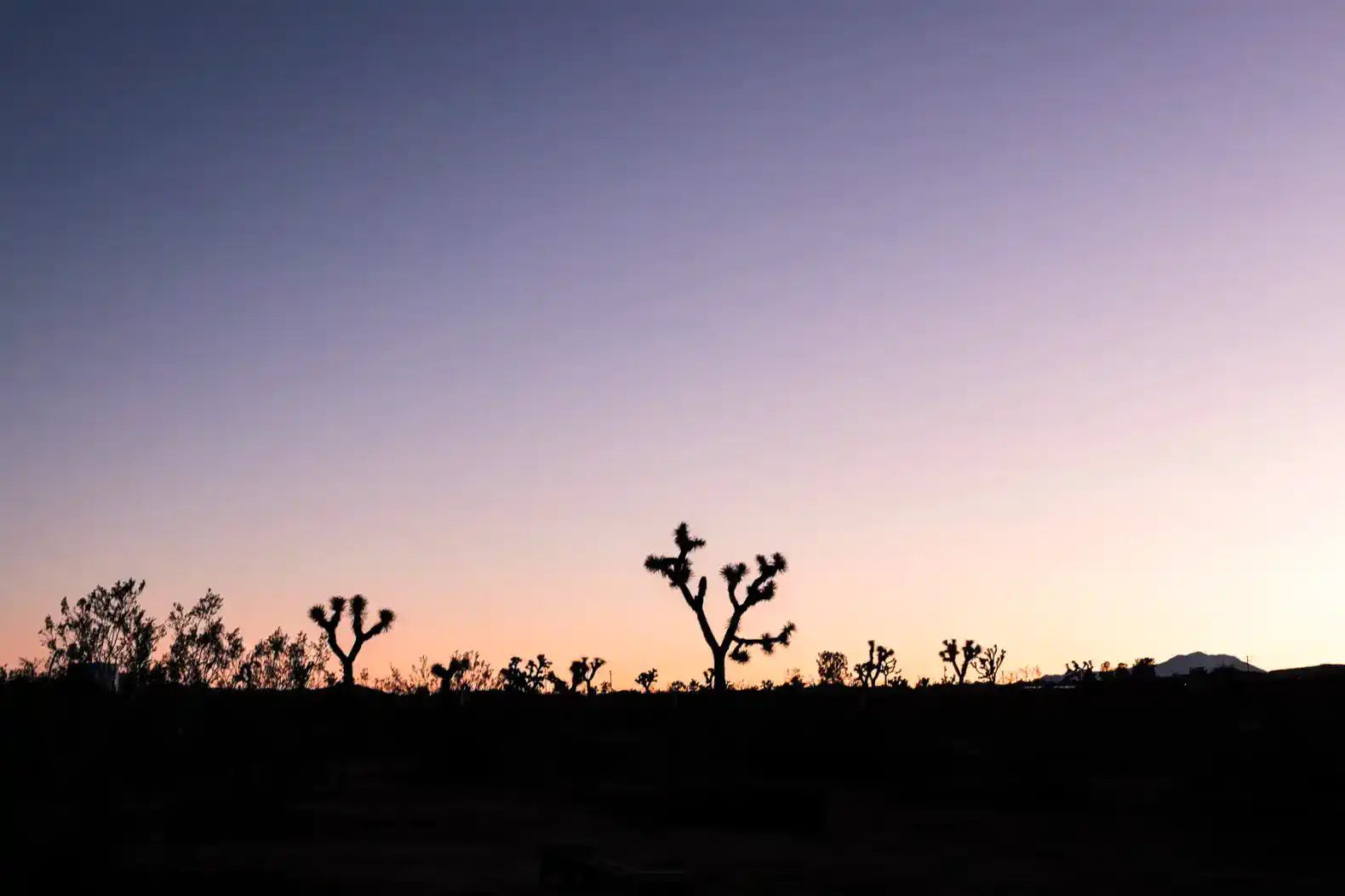 Silhouetted Joshua trees against a colorful sunset sky