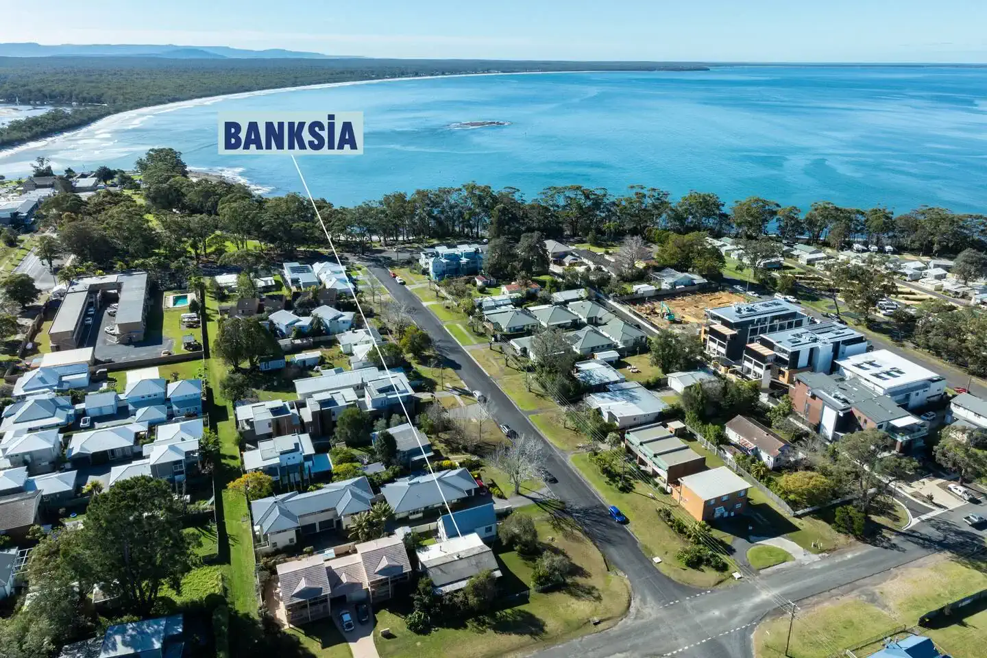 Banksia