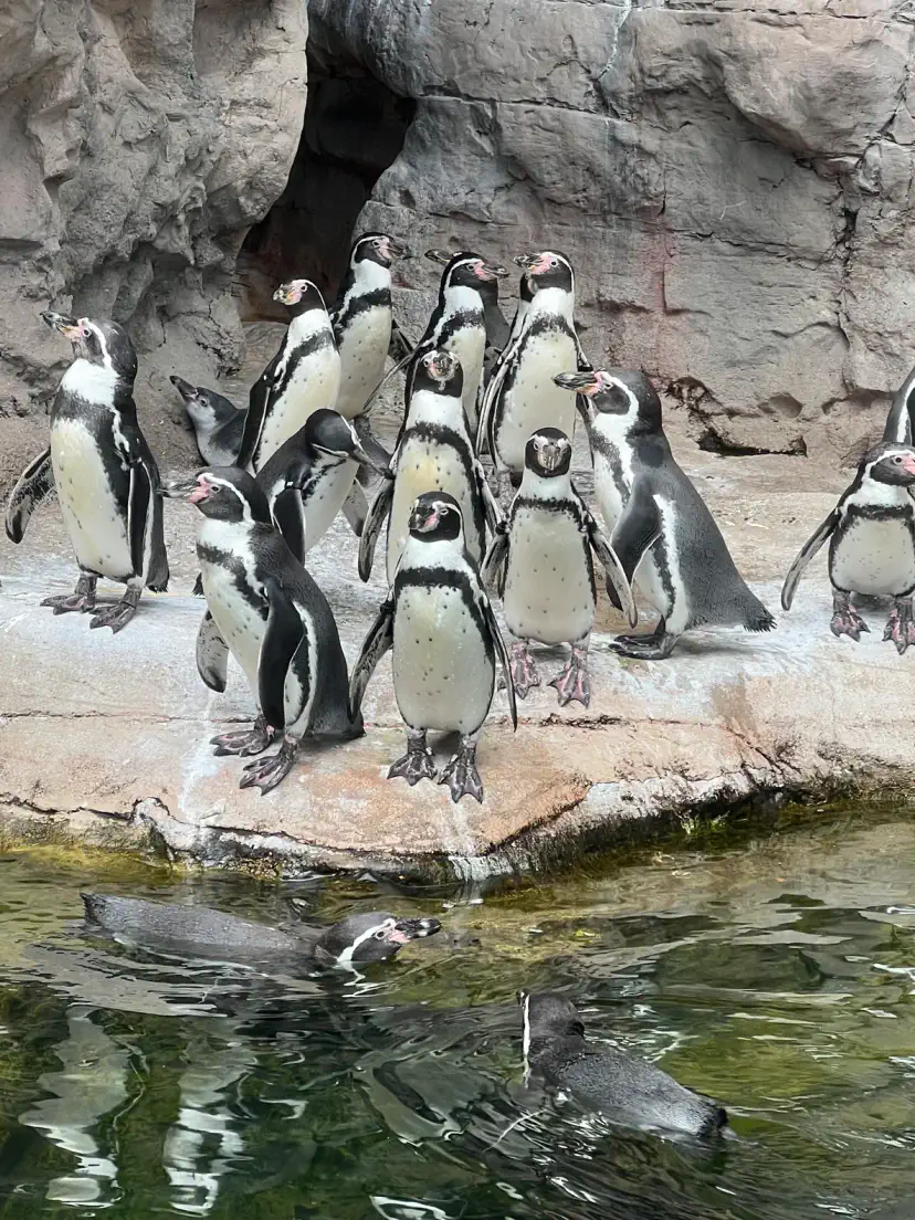Saint Louis Zoo
