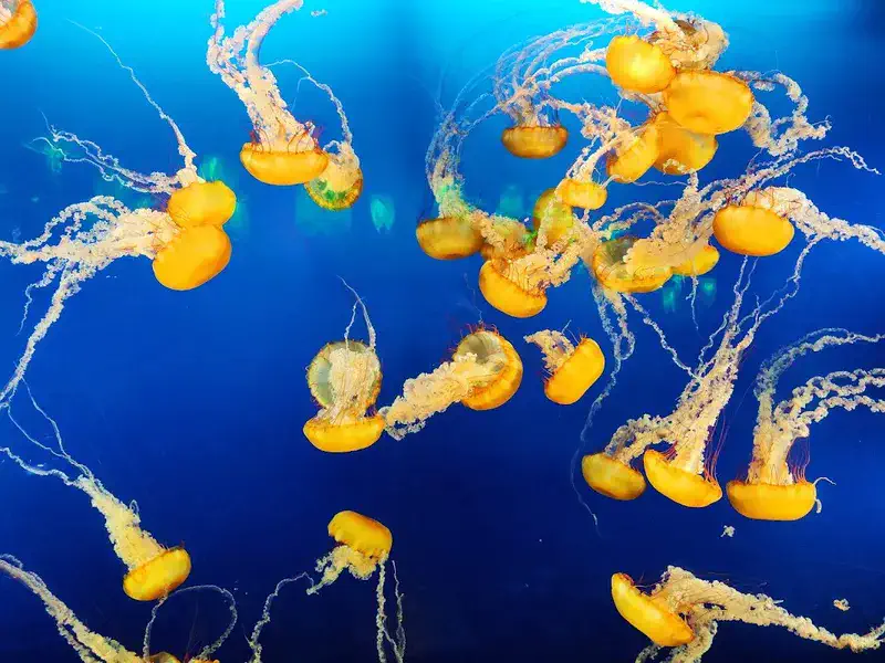Exploring the Vancouver Aquarium