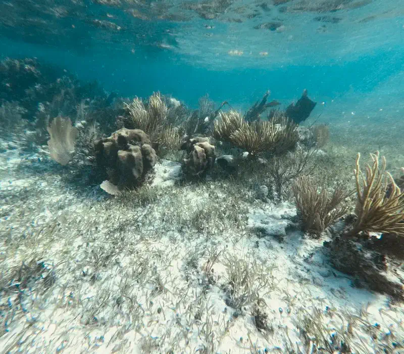Snorkeling at the Great Mesoamerican Reef