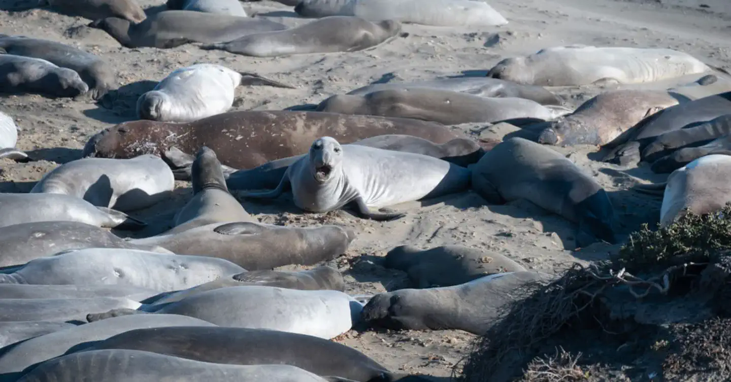 Elephant Seal Season Piedras Blancas 2026: Viewing Guide and Cambria Stays