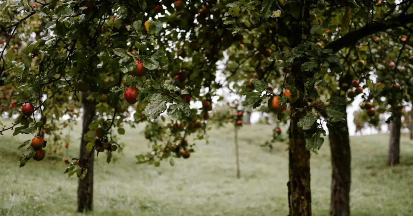 Apple Hill Harvest Season 2026: The Perfect Day Trip from South Lake Tahoe