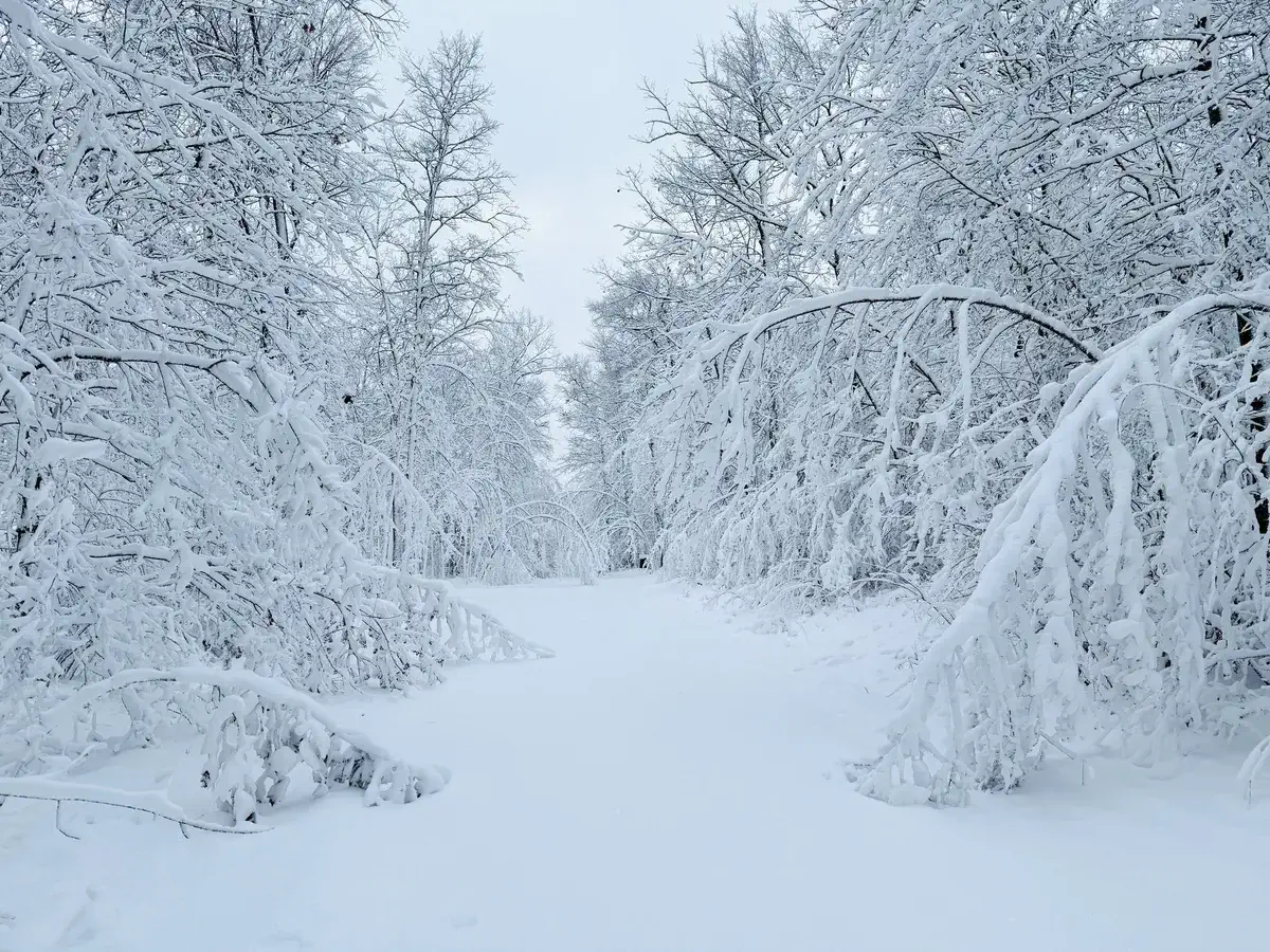 Heavy snow bending trees over on Cattail Lane right before Thanksgiving 2025