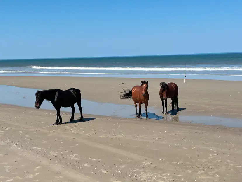 The last stretch of the Outer Banks where wild horses still roam free
