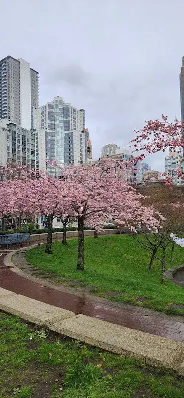Cherry Blossom Festival