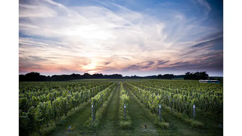 Cutchogue Wineries: Taste Local Wines