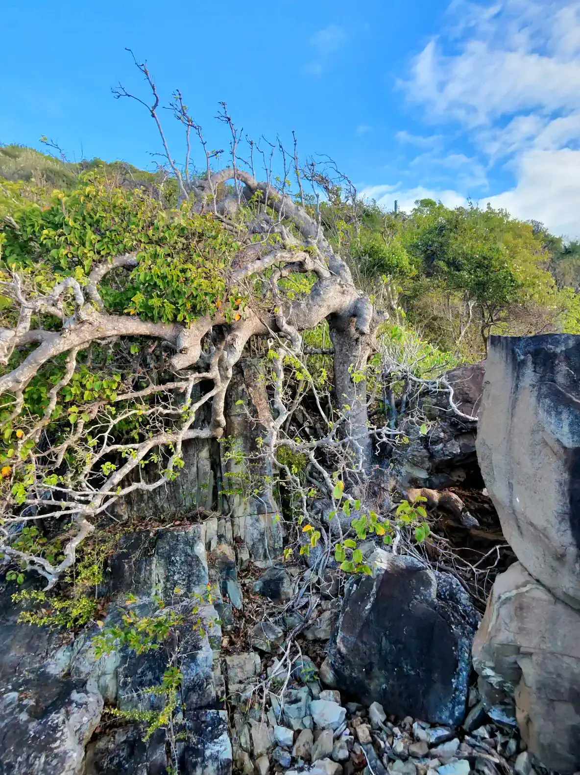 Camp Sea Shell - Camp Site – photo 7