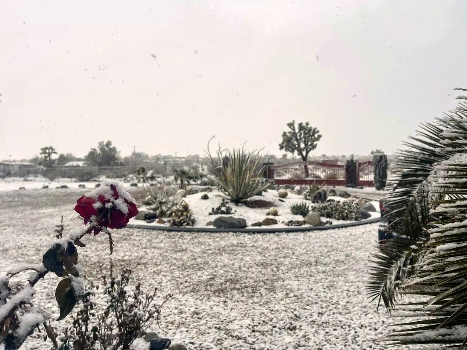 Snow-covered garden with desert plants and a red rose in the foreground