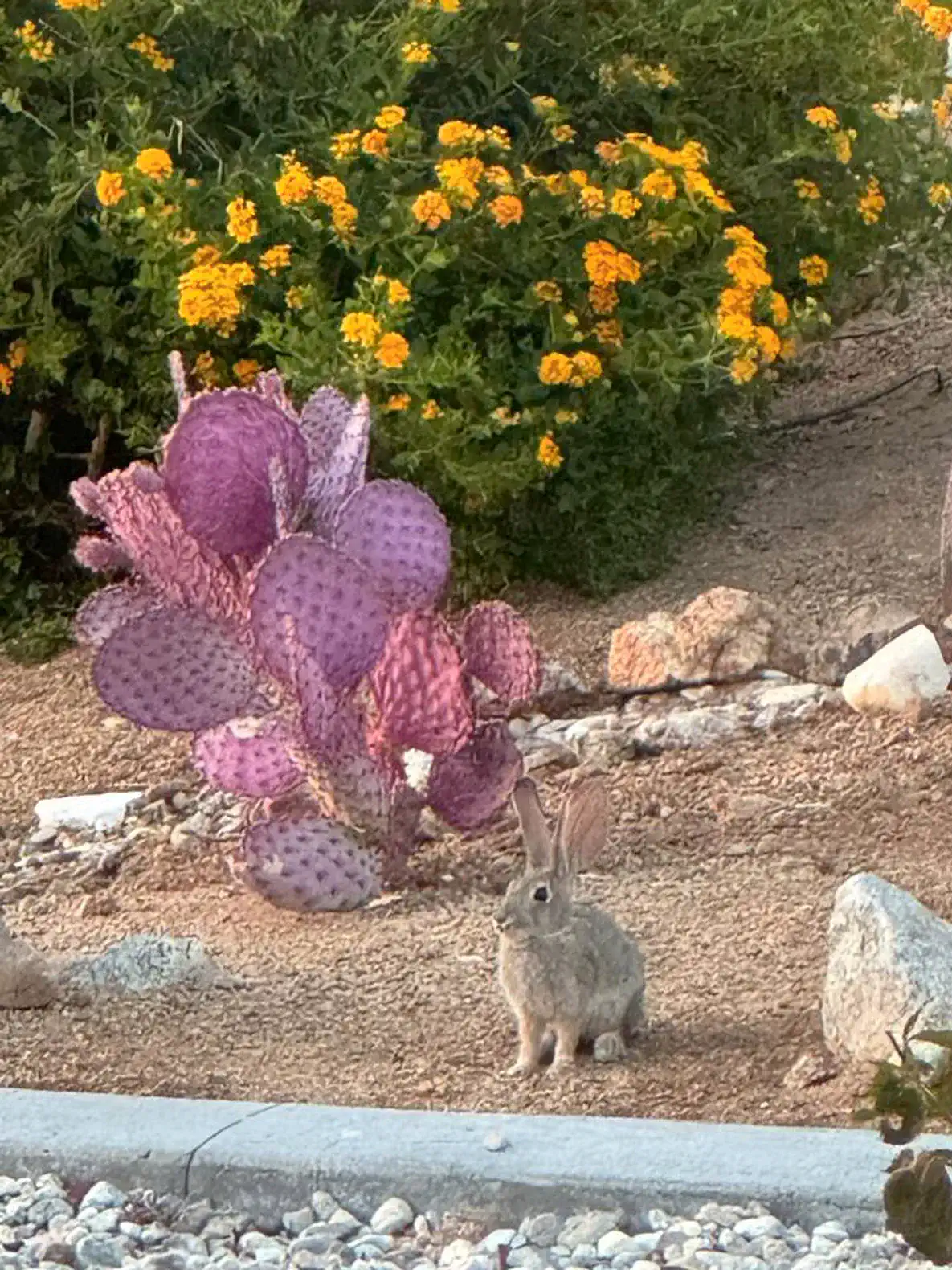 A rabbit sitting near colorful cacti and vibrant yellow flowers