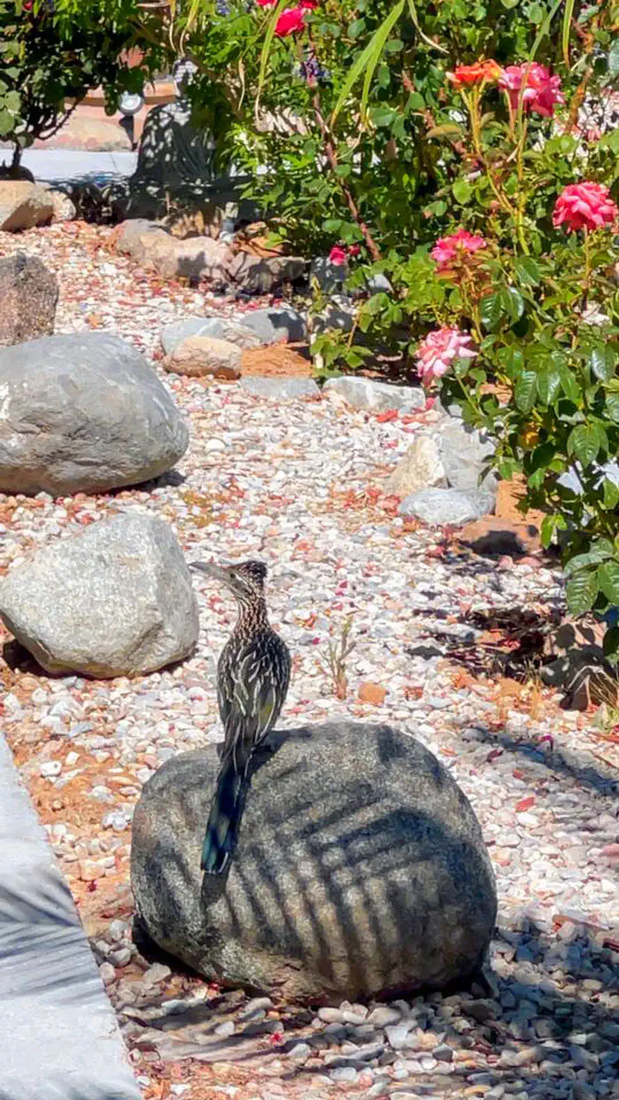 Bird perched on a rock surrounded by colorful flowers and pebbles