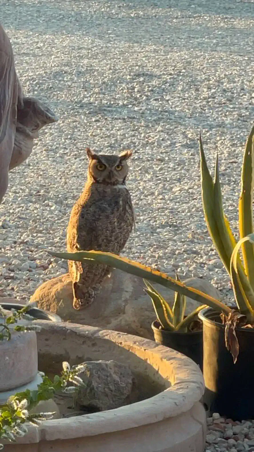 A majestic owl perched on a rock surrounded by plants