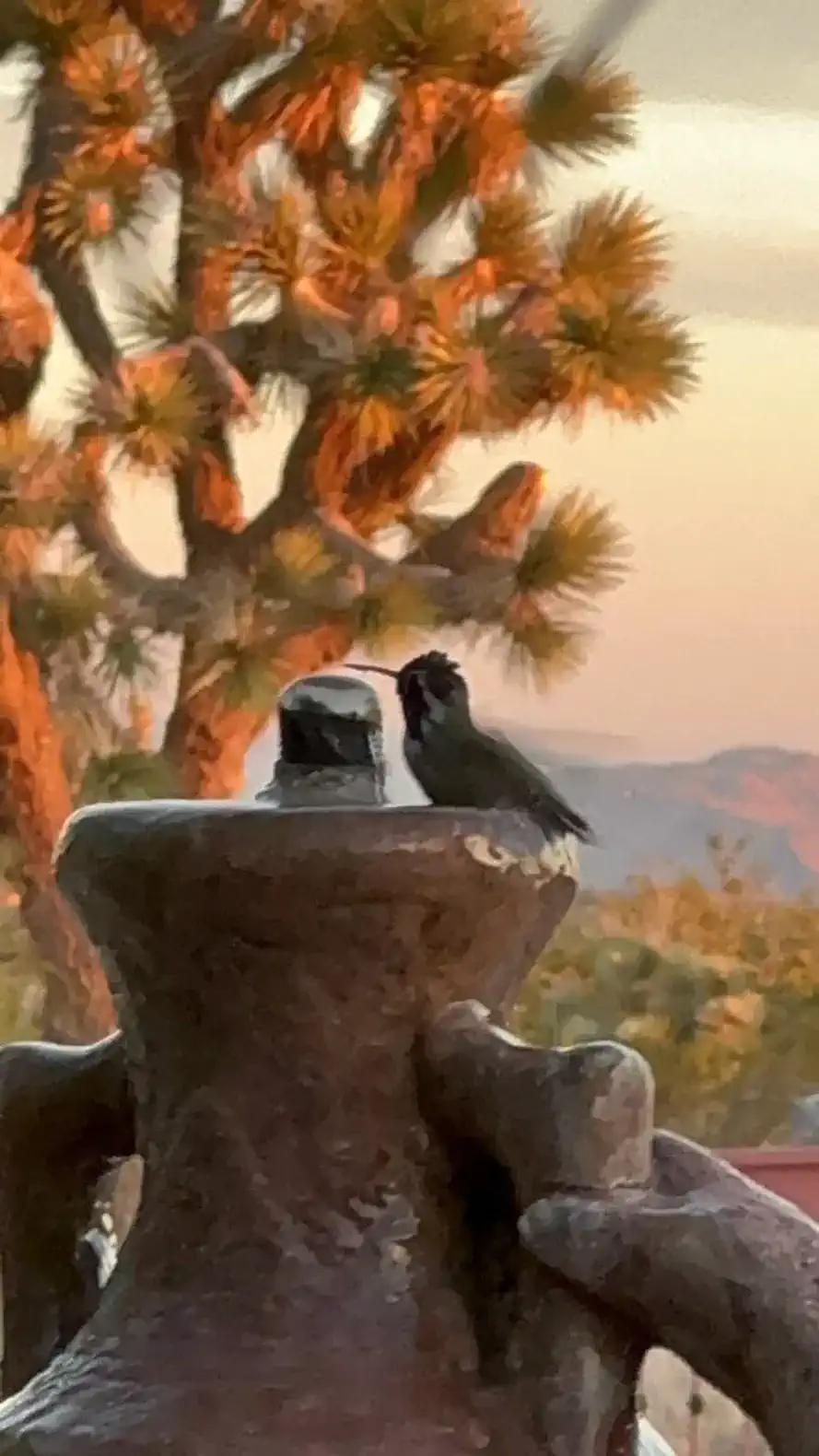 Hummingbird perched on a fountain with a desert landscape in the background