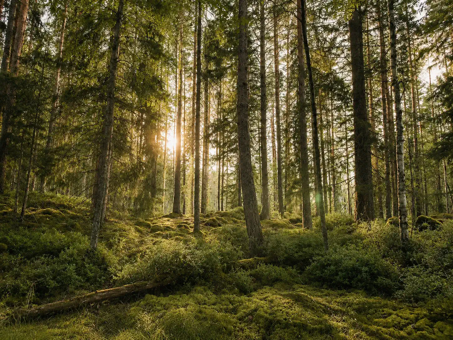Lush green forest with tall trees and sunlight filtering through the foliage