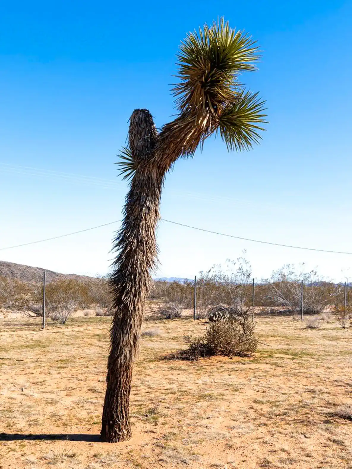 Unique desert plant with spiky leaves against a clear blue sky