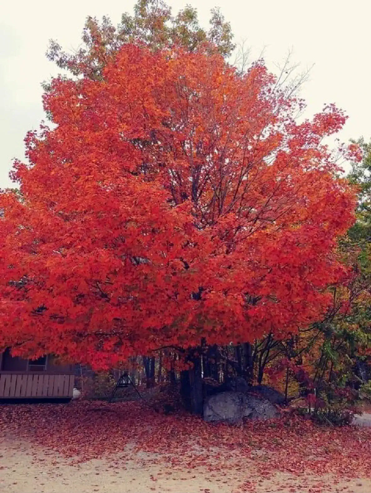 Vibrant red maple tree surrounded by fallen leaves