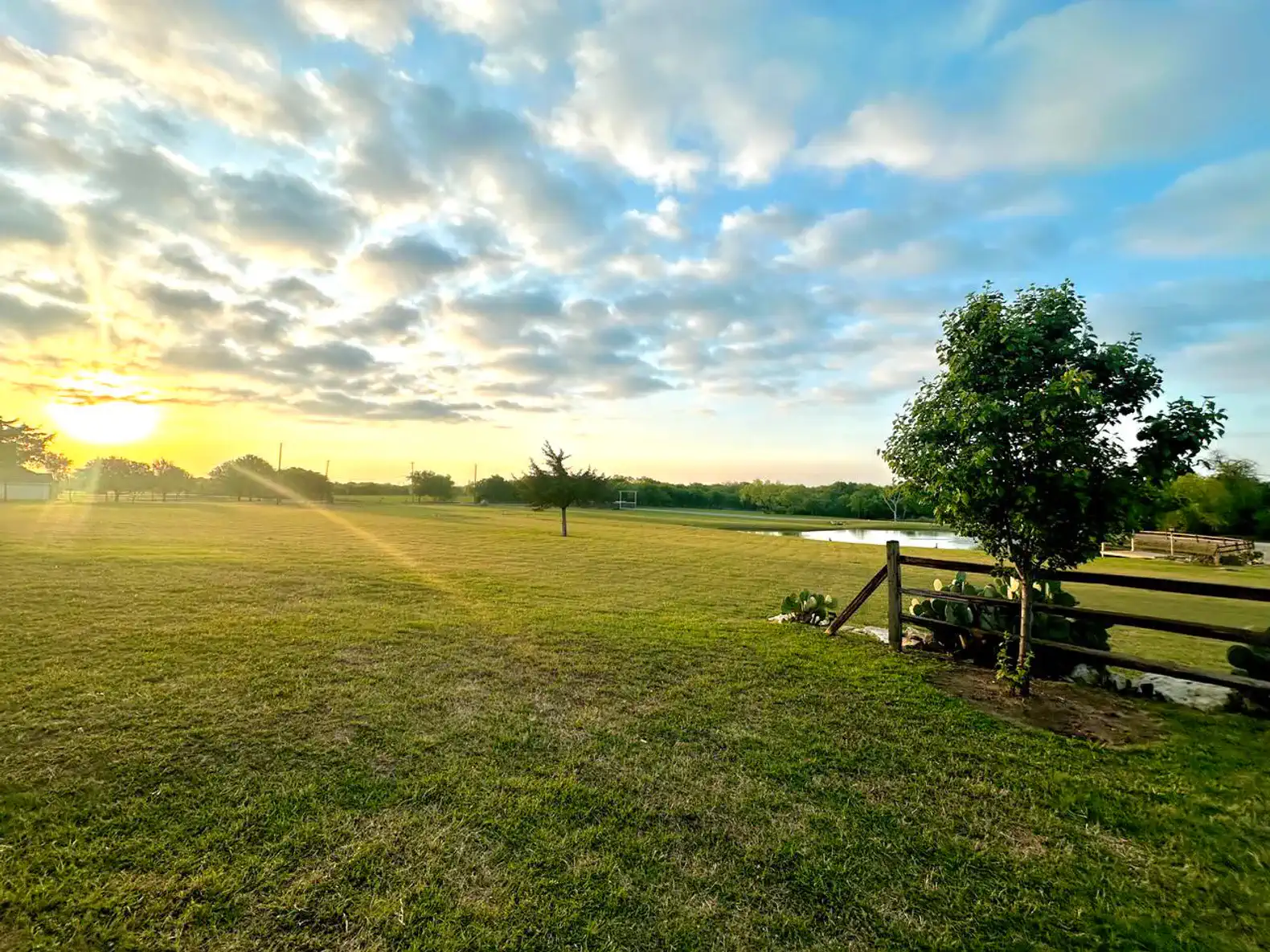 Spacious grassy area with a tree and sunset view over the horizon