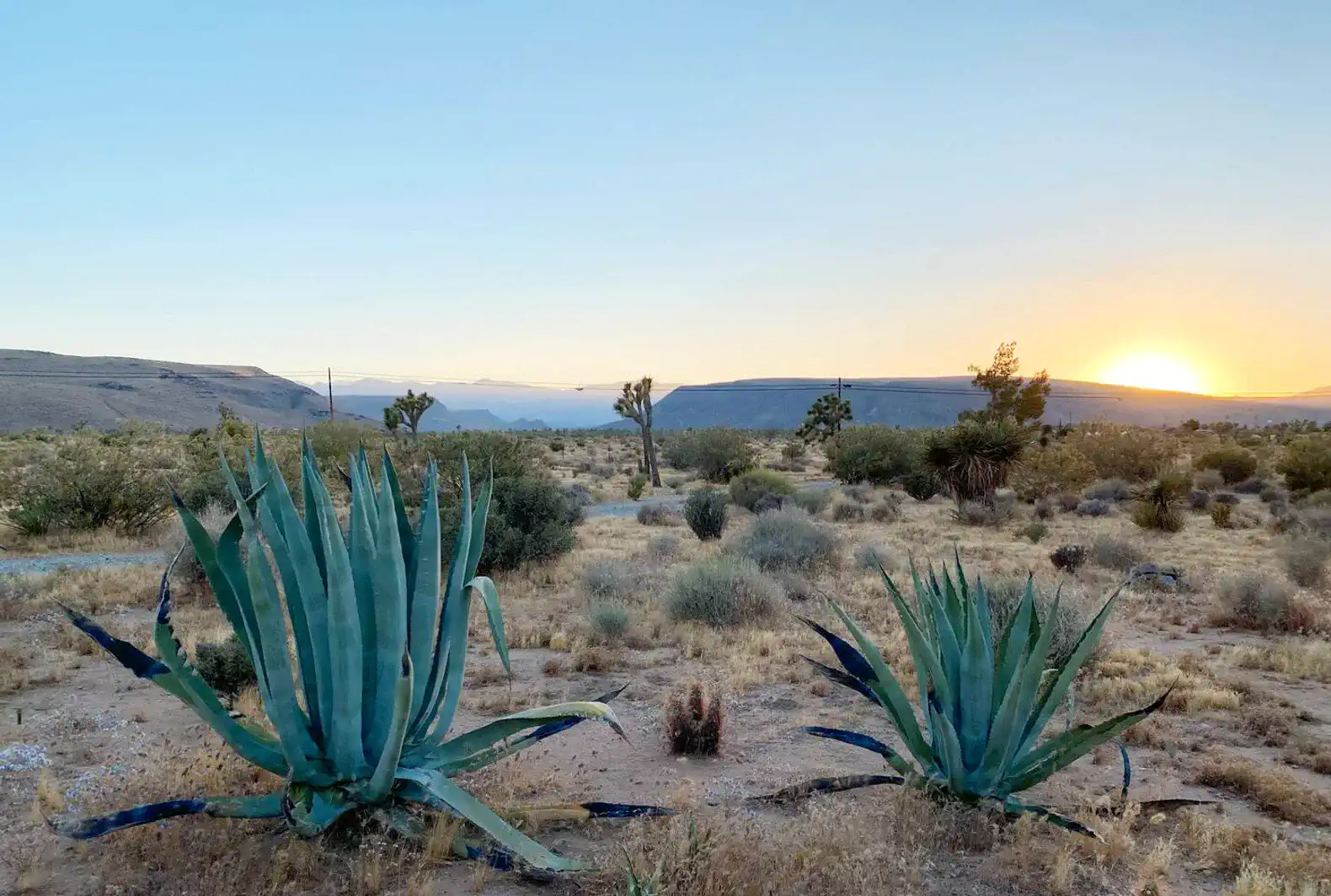 Desert landscape featuring large agave plants and a sunset view
