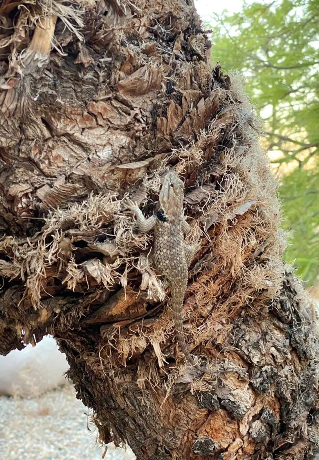 Lizard camouflaged against a textured tree trunk in a desert setting