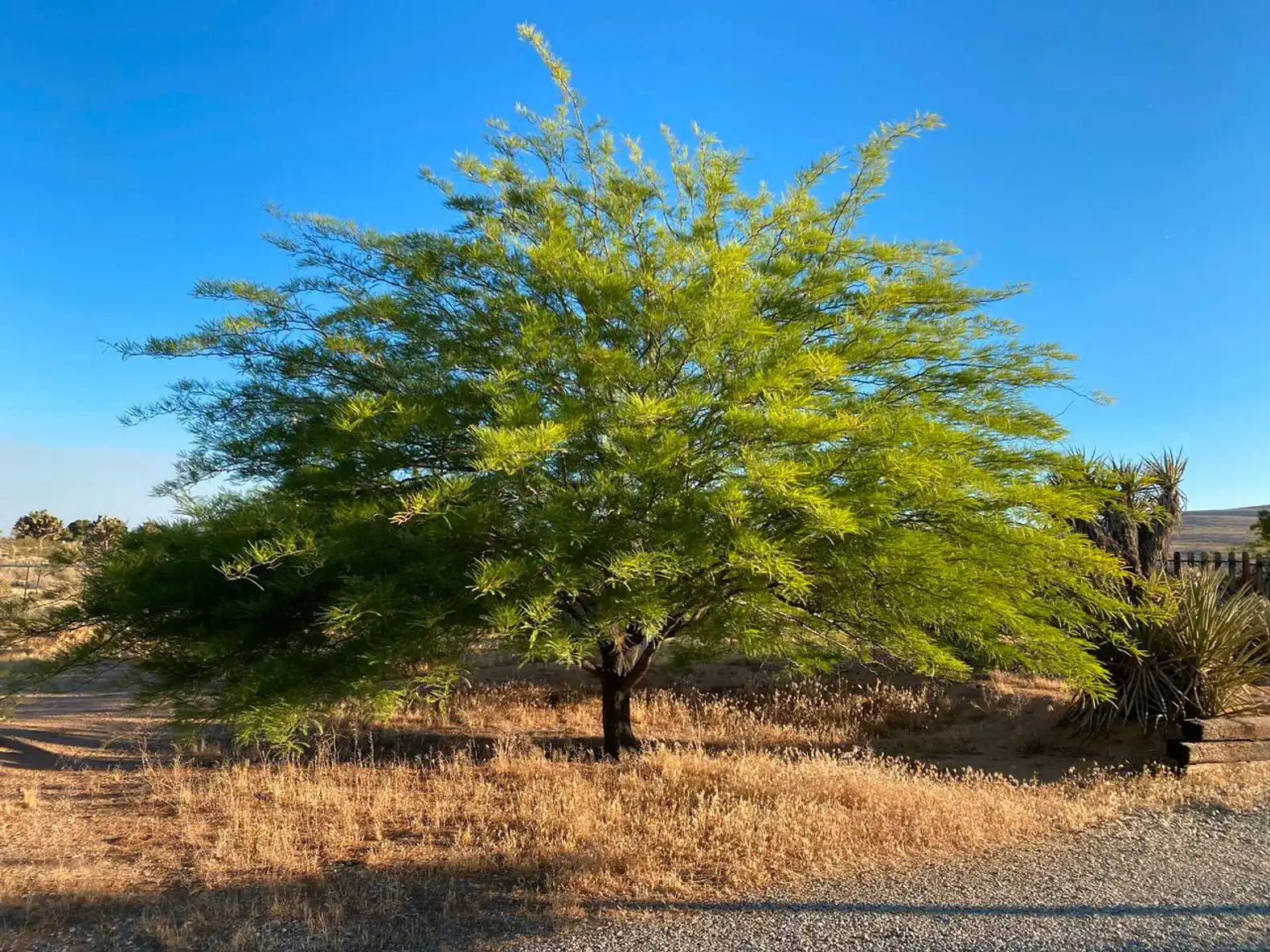 The property is filled with lush, mature mesquite trees, pines, and other desert greenery.