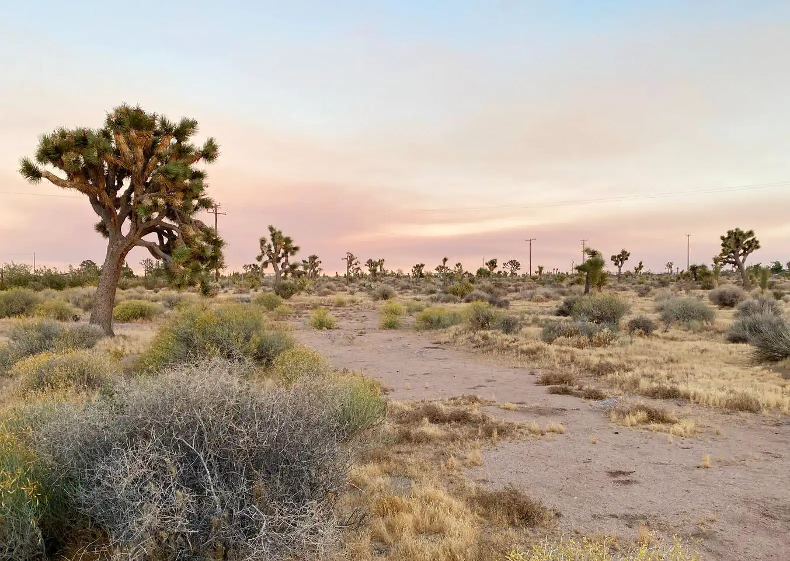 The property features countless mature Joshua Trees, yucca cacti, and ancient creosote bushes.