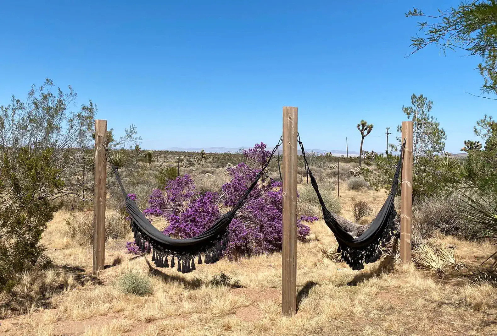 There are plenty of spots to lounge in the backyard including hammocks.