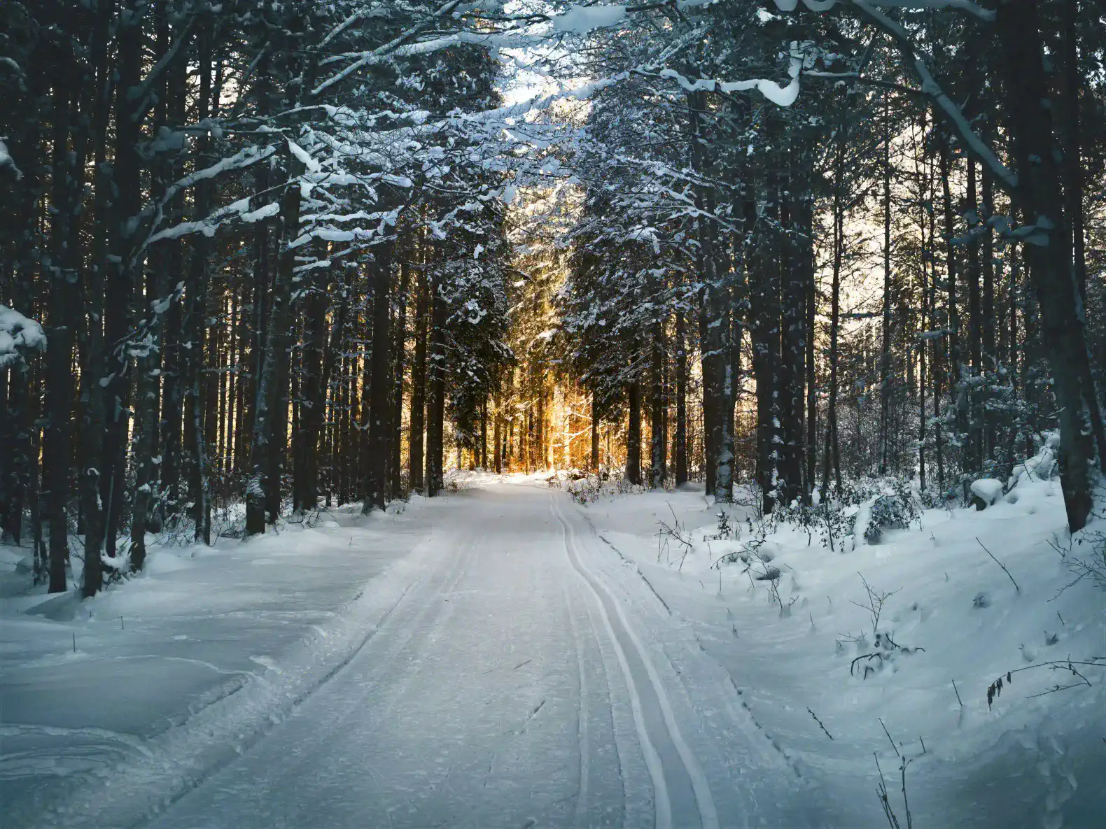 Snow-covered path through a tranquil winter forest with sunlight filtering through the trees