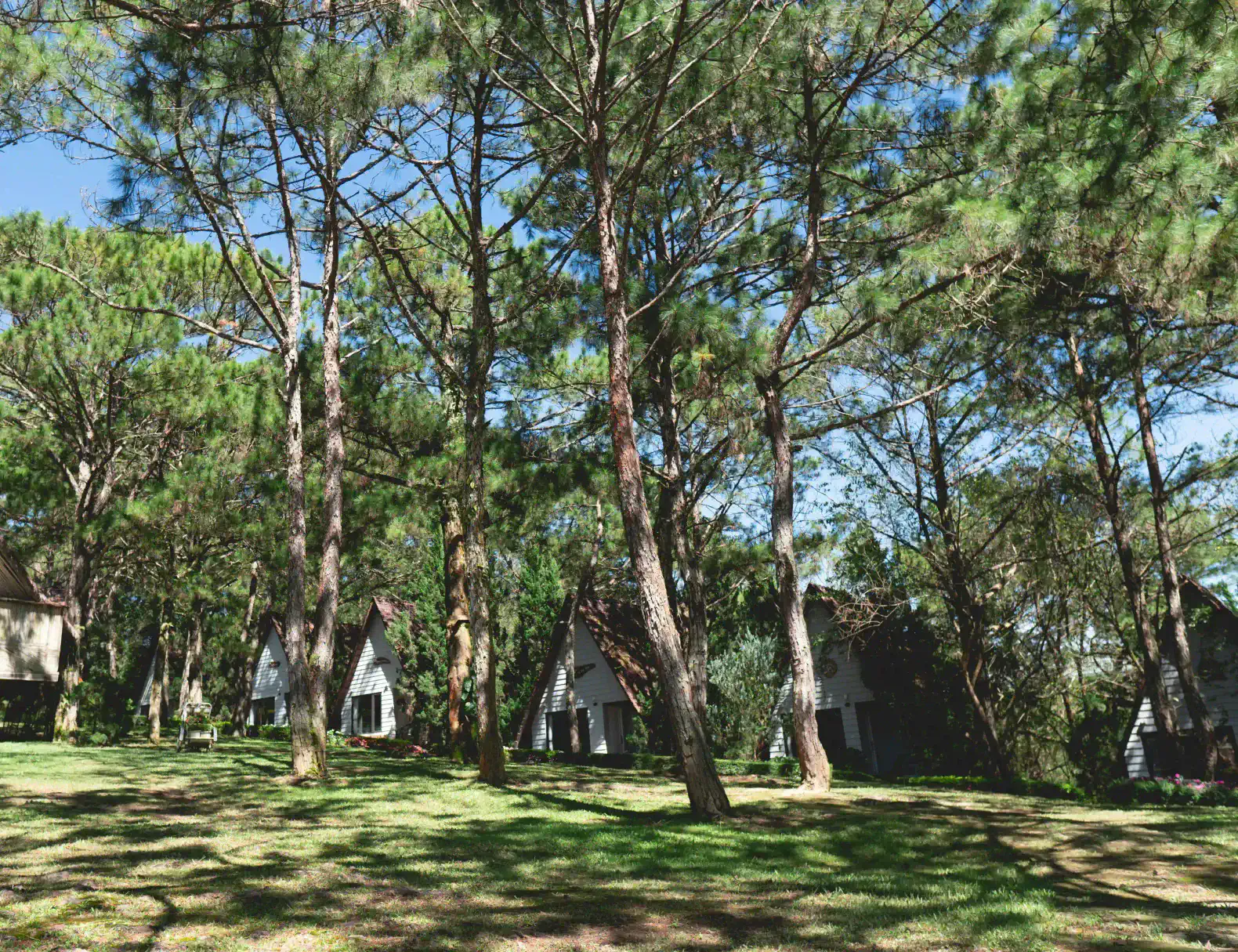 Charming cabins nestled among tall pine trees in a lush green landscape