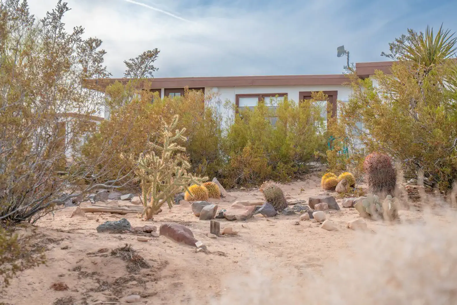Desert landscape with cacti and shrubs surrounding a modern building