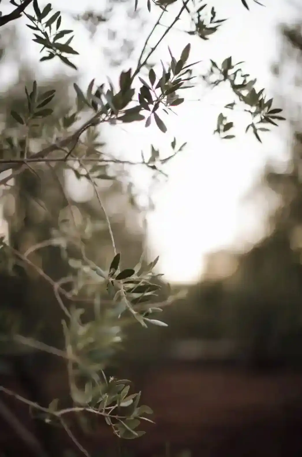 Villa Ostuni photo 5