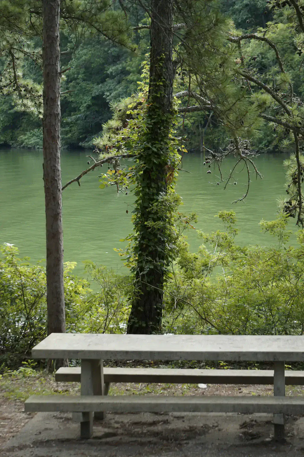 Serene lakeside view with a picnic table surrounded by trees and greenery