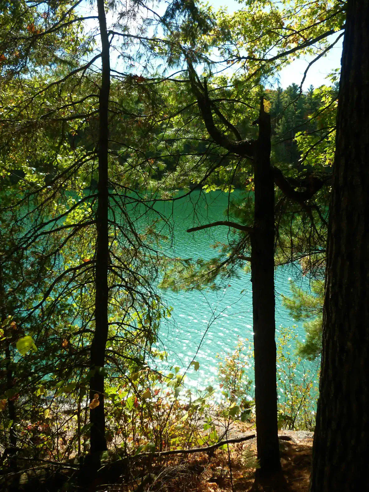 Serene view of a turquoise lake framed by trees