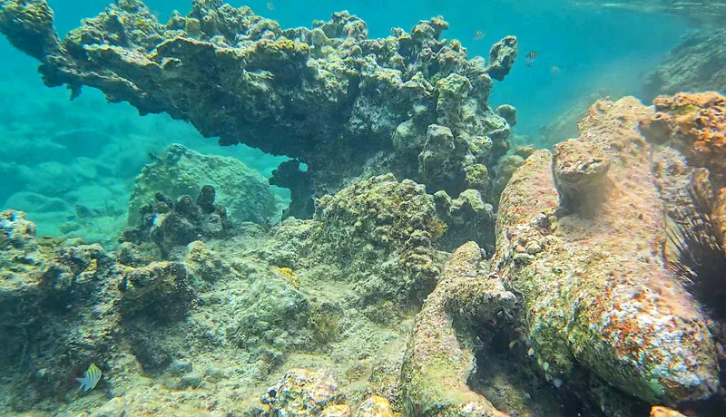 Island Wildlife and Coral Reefs