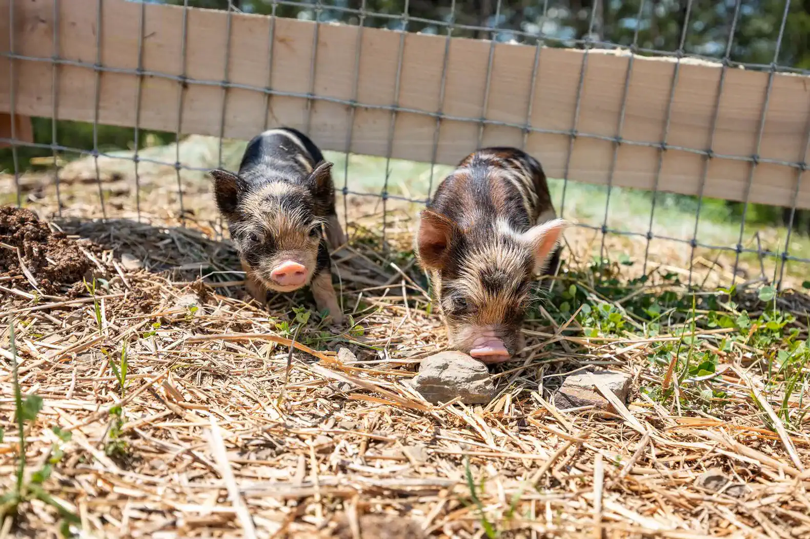 Two small pigs exploring a grassy area near a wooden fence